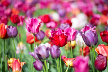 Obraz premium Tulips in Bloom 3