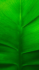 Monstera leaf close up. Macro photo. Green floral background. Abstract green leaf texture, nature background, tropical leaf
