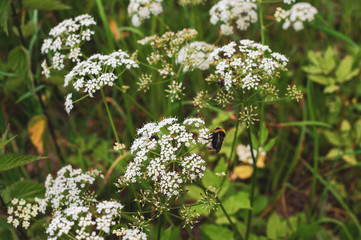 Bumblebee sits on small white flowers