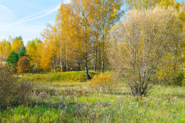 Natural background with birch by grove by autumn