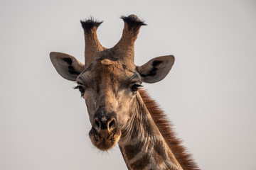Close-Up Head of a Giraffe, Isolated