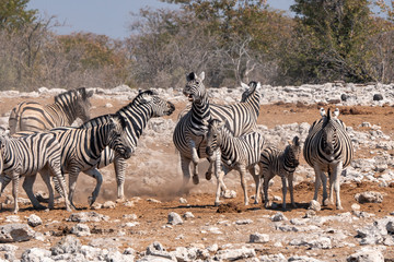 Fototapeta na wymiar Zebra Herd with Foal in Etosha NP