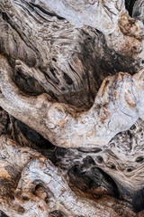 Old olive tree bark. Detail of trunk bark. Texture background