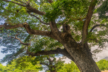 Upward view of an old tree