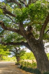 Old tree on a dirt trail in Maui, Hawaii.