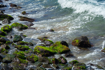 Green alge on beach stone with ocean water