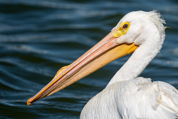 A closeup of an American White Pelican.