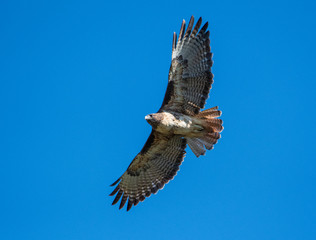 A red-tailed hawk soars about of Oregon skies