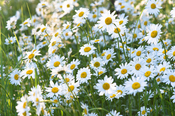 White daisies flowers meadow on sunlight