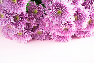 Bunch of purple chrisanths flowers on the pink background with copy space
