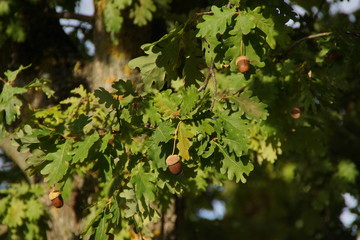 Un noisetier au soleil