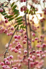 Beautiful autumnal pink berries of Sorbus vilmorinii plant. The plant is also known as Vilmorin rowan or Vilmorin mountain ash. Photograph taken in October in Scotland. Selective focus.
