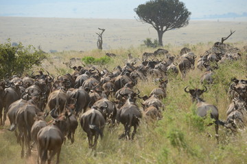 Naklejka premium Kenya & Tanzania
