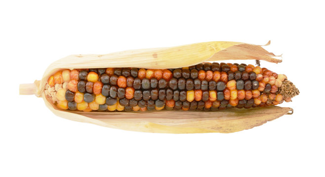 Colourful decorative flint corn cob with brown and orange niblets