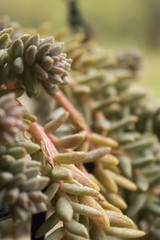 Plantas con el rocio de la mañana