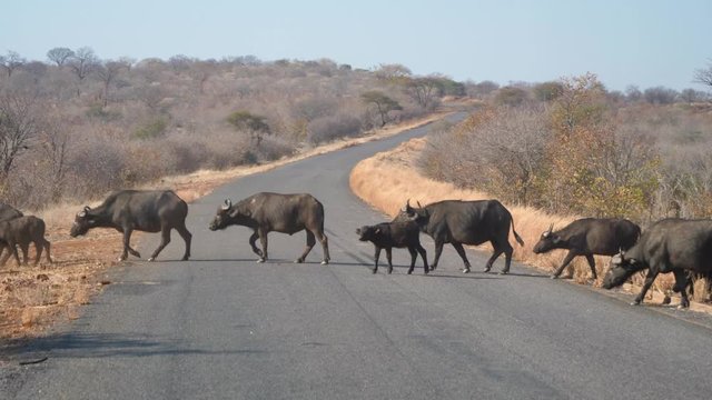 Large Herd of Cape Buffalo Crossing the Road in Rural Botswana, Africa