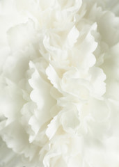 Fototapeta na wymiar White Abstract Floral Background, Wedding Background, White Carnation Macro Closeup