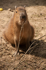 capybaras