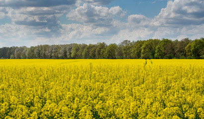 Rapsfeld 