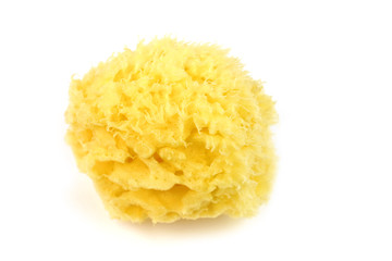 Natural sea sponge isolated on white background.