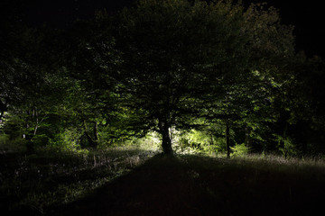 Fototapeta premium Magical lights sparkling in mysterious forest at night. Pine forest with strange light.