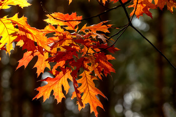 Colorful golden autumn leaves in the forest.
