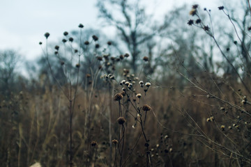 dried aster flowers in a prairie in late afternoon winter light with bare trees in the background