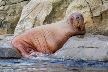 Walross im Tierpark Hagenbeck