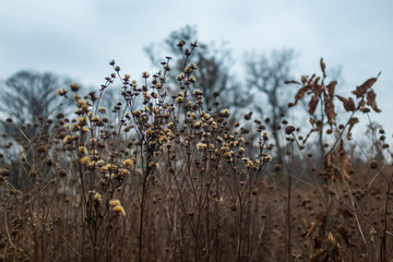 dried aster flowers in a prairie in late afternoon winter light with bare trees in the background