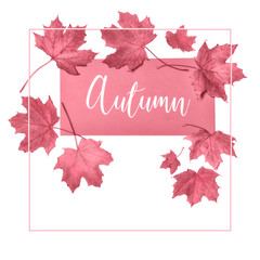 Square greeting card design with frame, text "Autumn" on pink paper card with dry natural maple leaves
