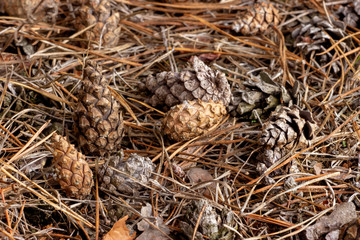Autumn pine cones in the forest.