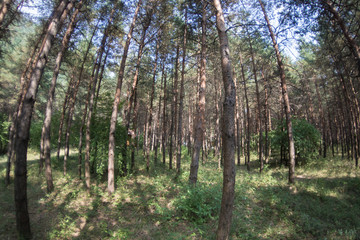 Bark of Pine Tree close up. Beautiful pine forest at summer time.