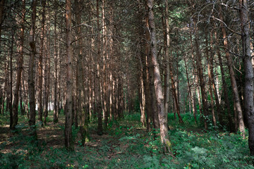 Obraz premium Forest landscape.Beautiful forest nature. Tall old pine trees. Summer sunny day.