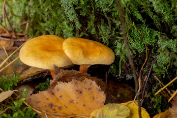 mushroom, fungus, nature, autumn, plant, meadow, grass, white, wild, food, summer, comic, find, search, spring background, ecotourism, lawn, pale, pick, toned, toxic, trek, appetite, autumn landscape,
