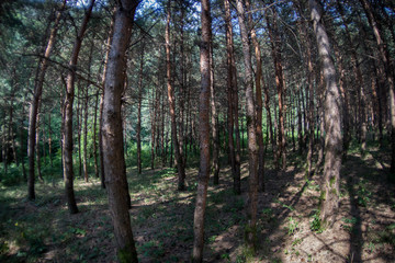 Fototapeta premium Bark of Pine Tree close up. Beautiful pine forest at summer time.