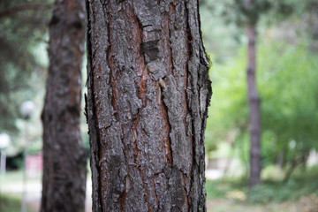 Bark of Pine Tree close up. Beautiful pine forest at summer time.
