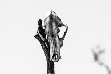 African skeleton grayscale