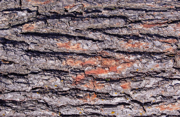 Cracked bark texture, old tree