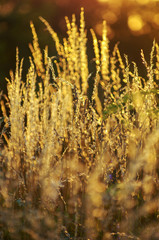 Fototapeta premium dry grass at sunset on a warm summer evening
