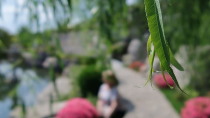 Japanese garden