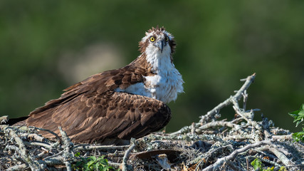 A female Osprey on her nest.