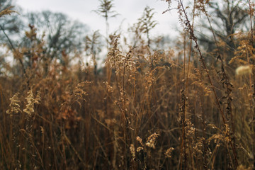 Fototapeta premium dried goldenrod flower in a prairie in late afternoon winter light with bare trees in the background