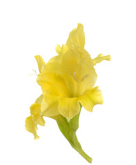 yellow Gladiolus flower