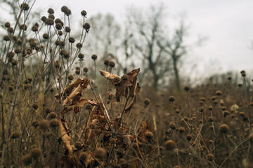 dried leaves and flowers in a prairie in late afternoon winter light with bare trees in the background