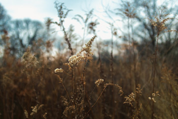 dried goldenrod flower in a prairie in late afternoon winter light with bare trees in the background