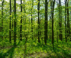 Fototapeta premium Forest trees. nature green wood sunlight backgrounds