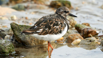 Ruddy Turnstone Arenaria interpres Standing on Rocks at Caleta Beach