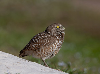 A female Burrowing Owl guarding her burrow.