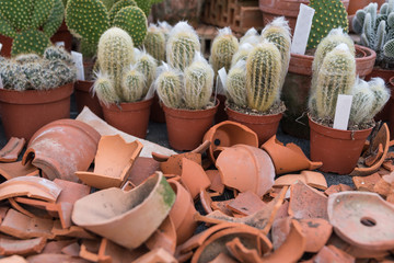 dekorative Kakteensammlung mit Tonscherben