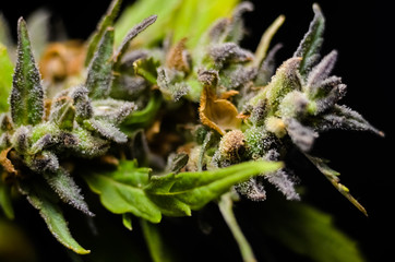 Up close shot of a large beautiful maturing legal medical marijuana cannabis. macro photography, selective focus, shallow depth of field